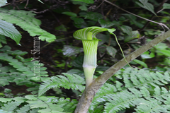 Arisaema leschenaultii